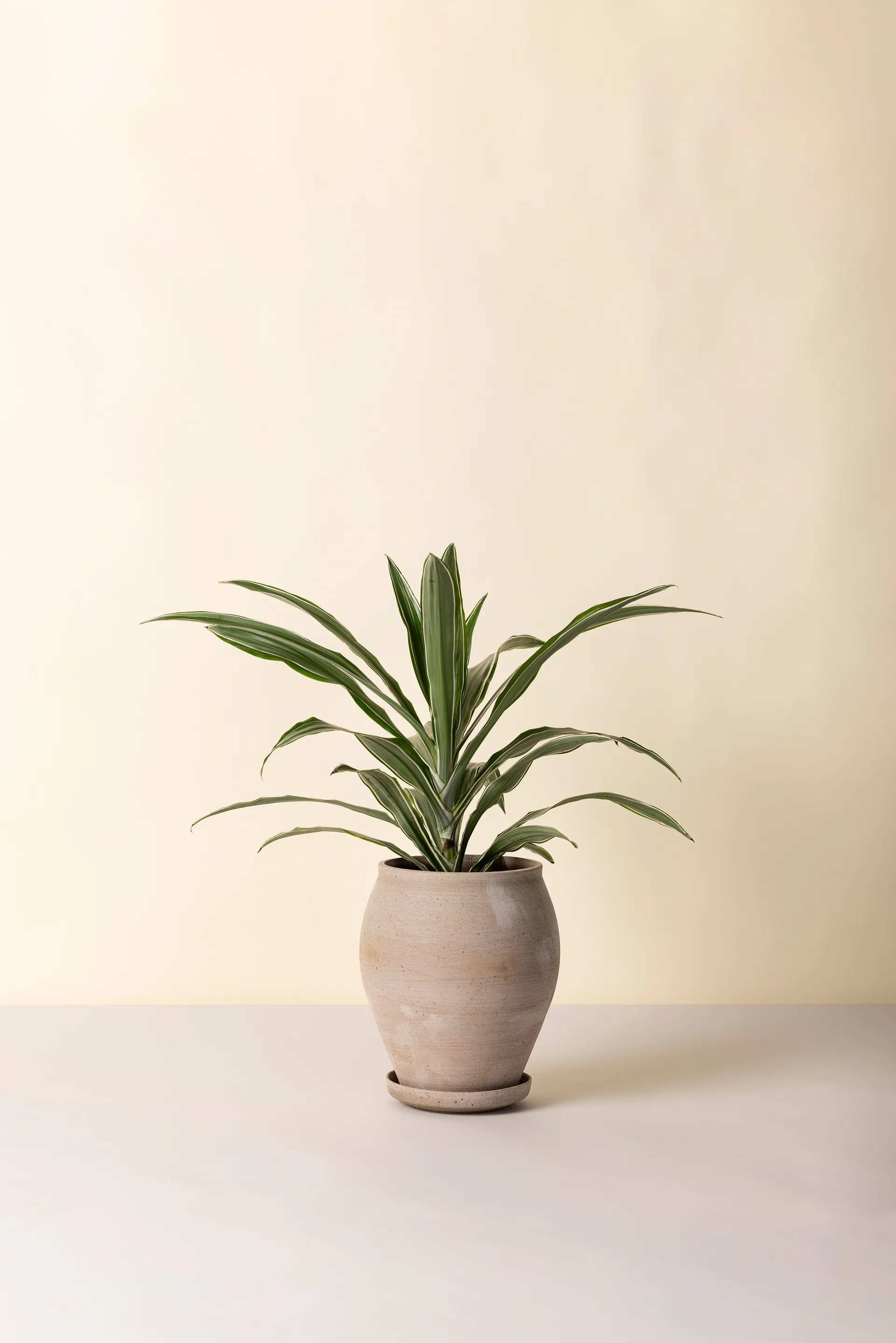 Delphi vaso com prato 2 peças, Cinzento, Ø22 cm, alto Bergs Potter