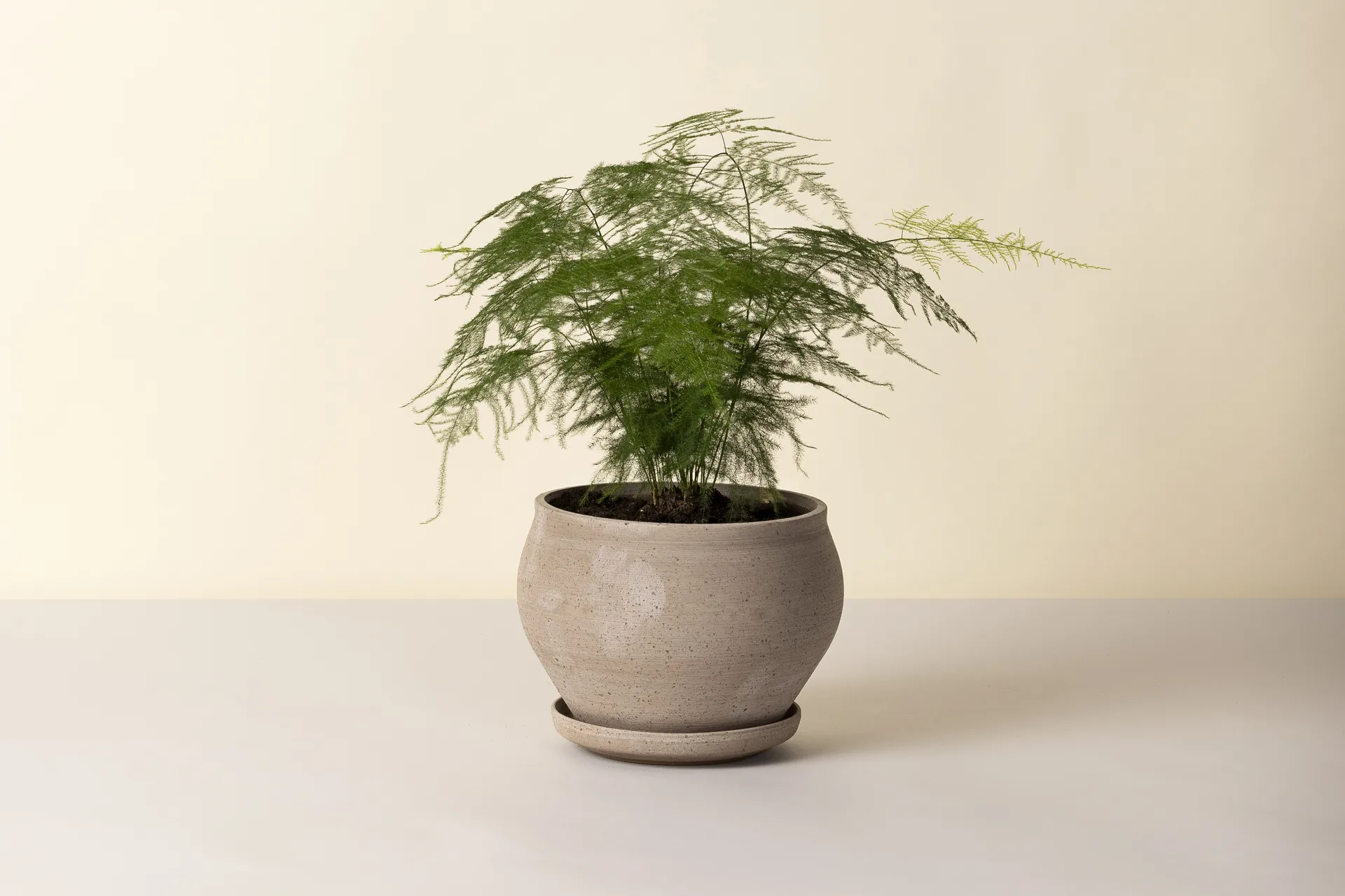 Delphi vaso com prato 2 peças, Cinzento, Ø24 cm, baixo Bergs Potter