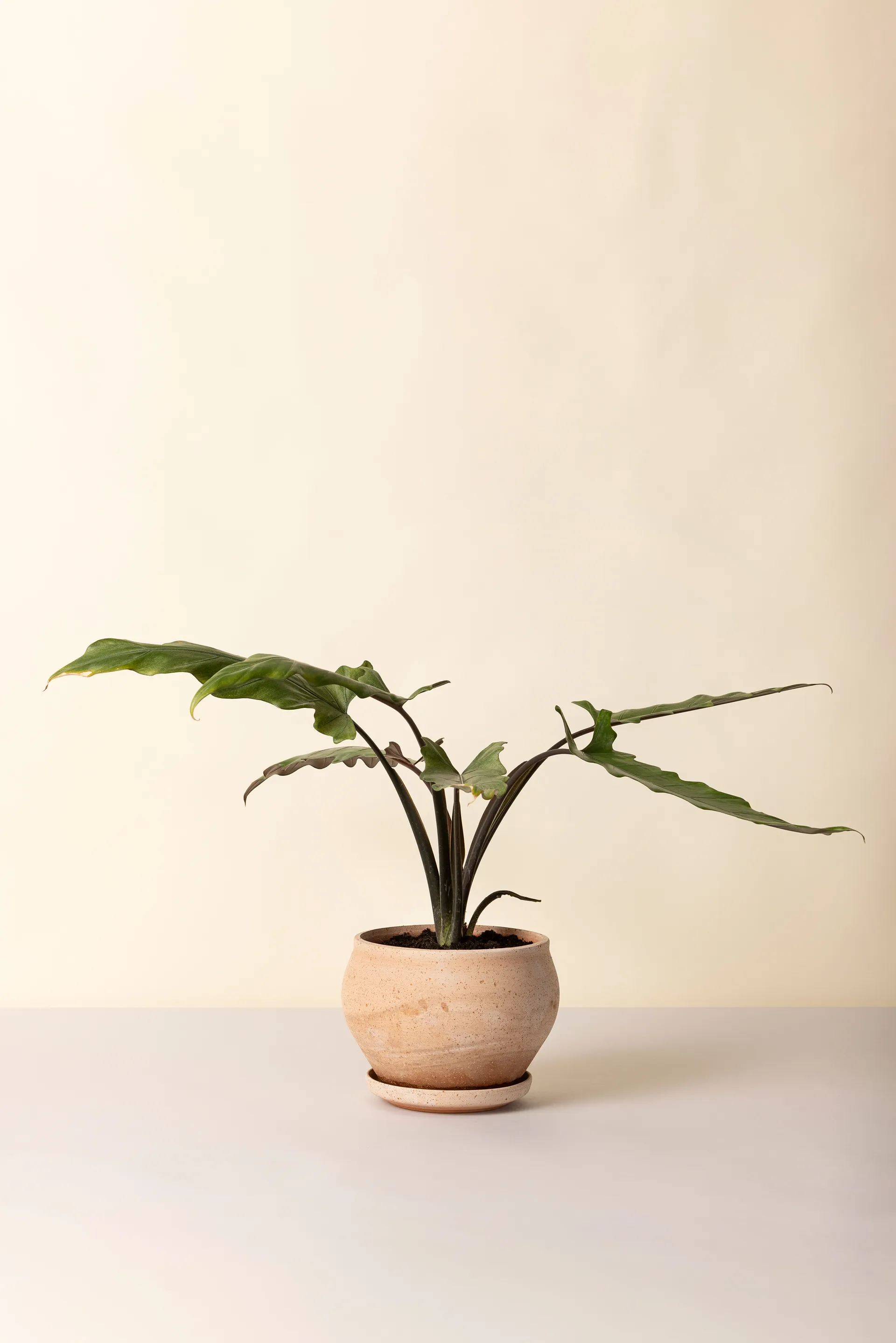 Delphi vaso com prato 2 peças, Rosa, Ø24 cm, baixo Bergs Potter