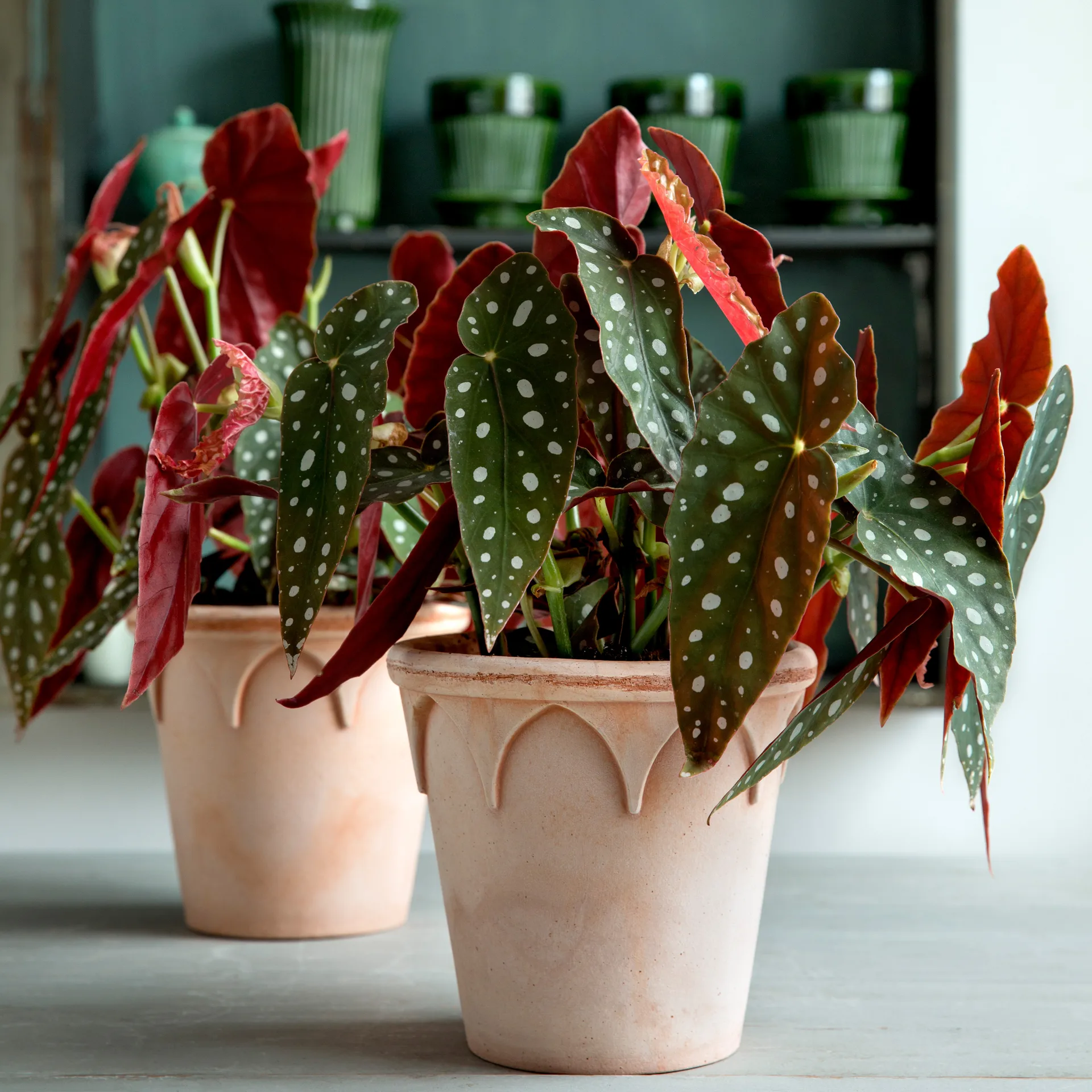 Elizabeth pote de flores Ø14 cm, rosa Bergs Potter