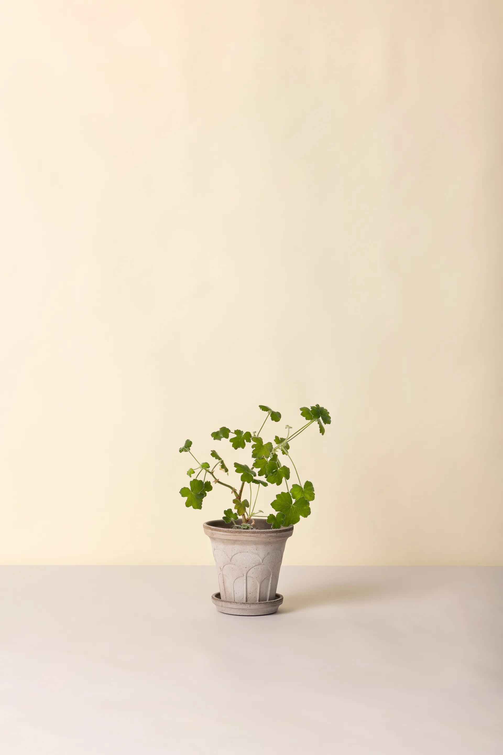 Fleur vaso com prato 2 peças, Cinzento, Ø16 cm Bergs Potter