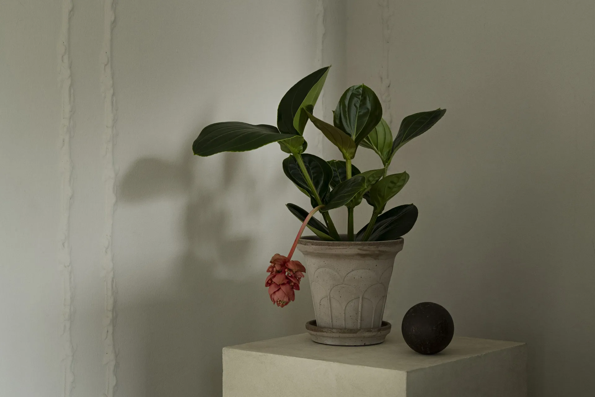 Fleur vaso com prato 2 peças, Cinzento, Ø18 cm Bergs Potter