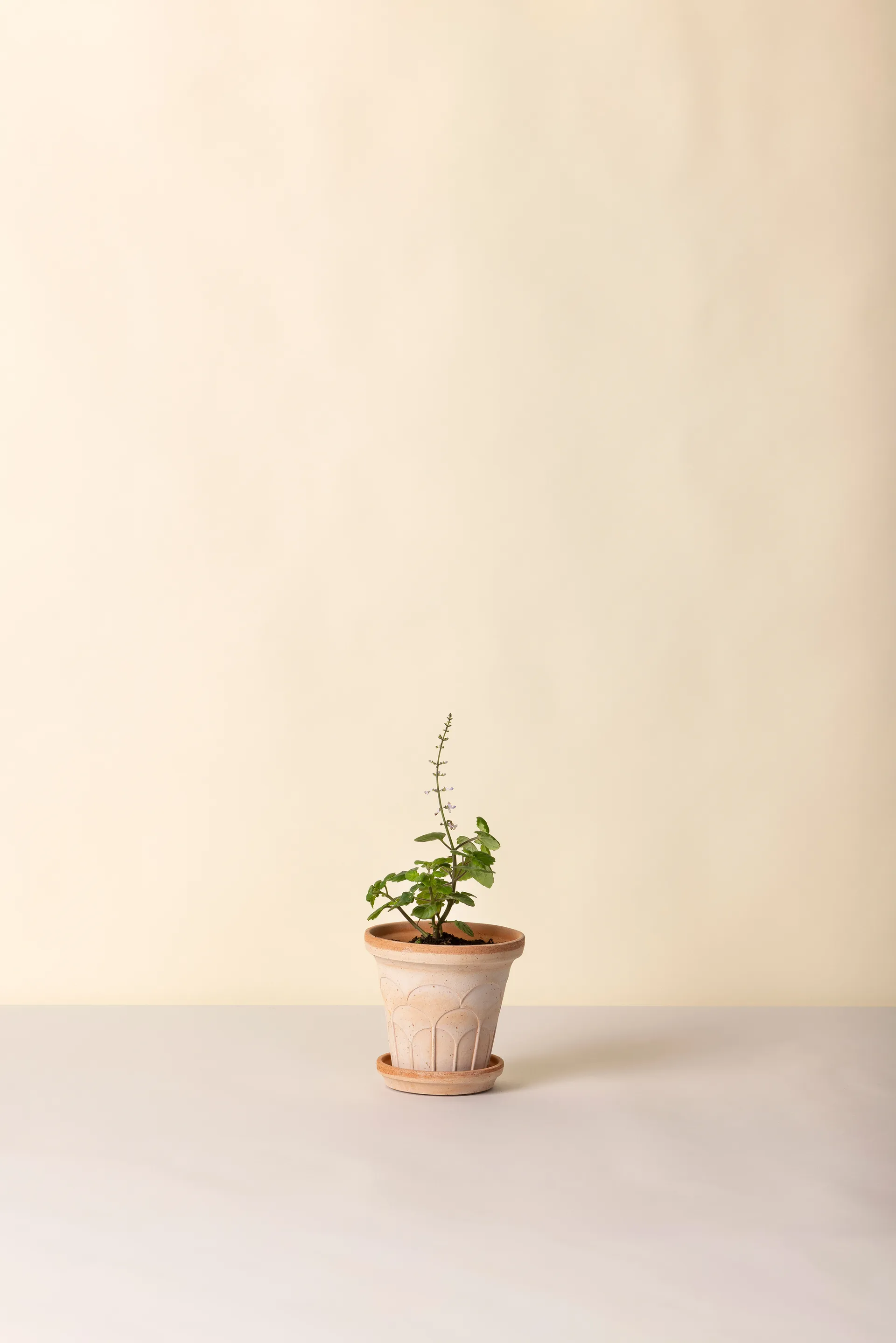 Fleur vaso com prato 2 peças, Rosa, Ø14 m Bergs Potter