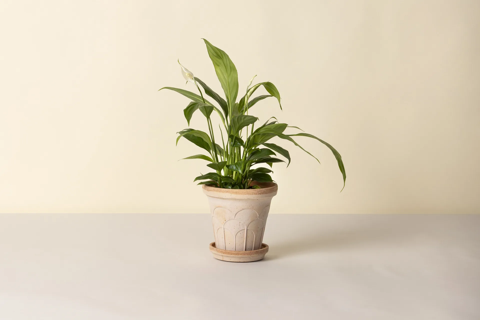 Fleur vaso com prato 2 peças, Rosa, Ø16 cm Bergs Potter