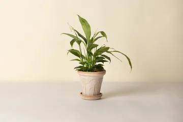 Fleur vaso com prato 2 peças - Rosa, Ø16 cm - Bergs Potter