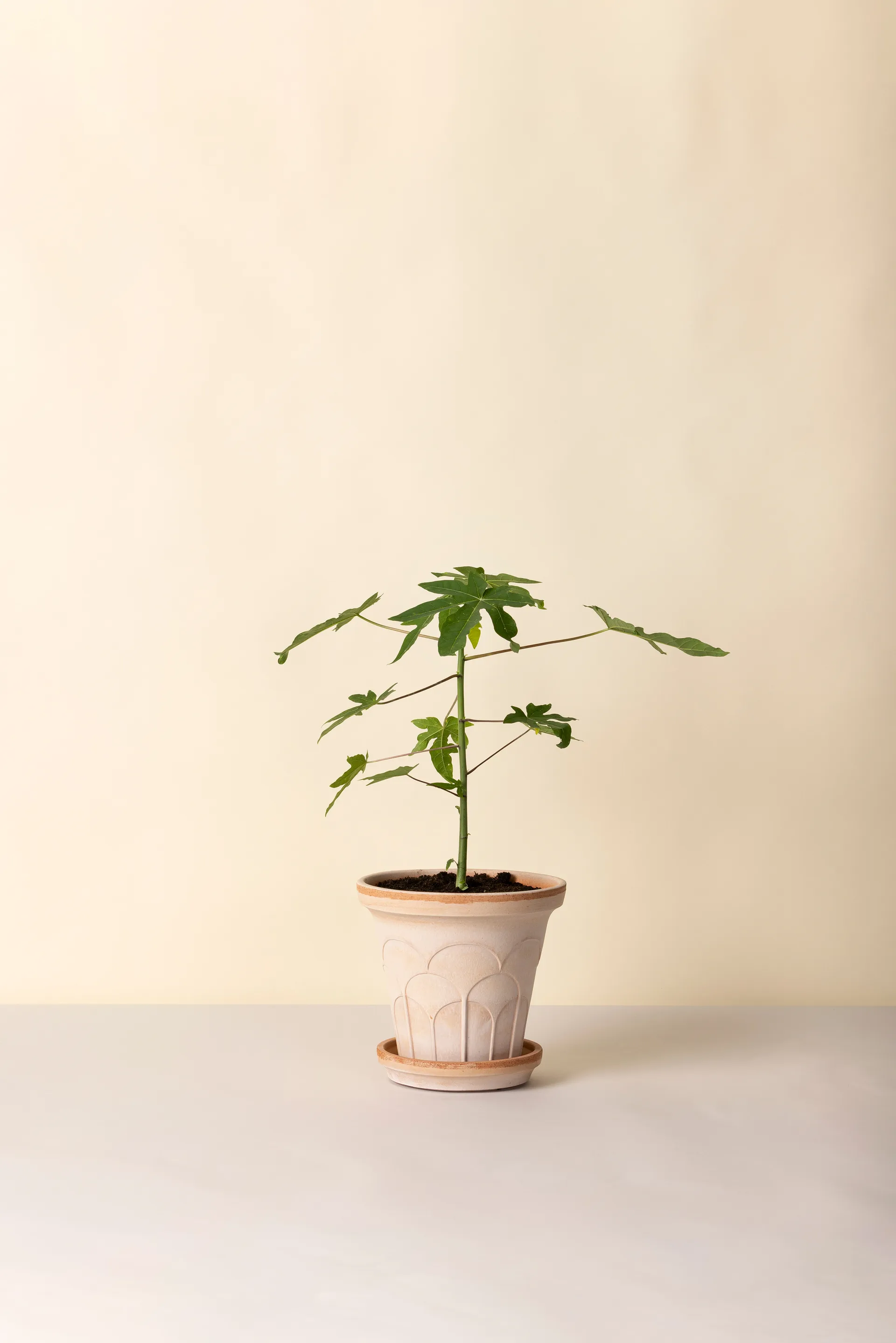 Fleur vaso com prato 2 peças, Rosa, Ø21 cm Bergs Potter