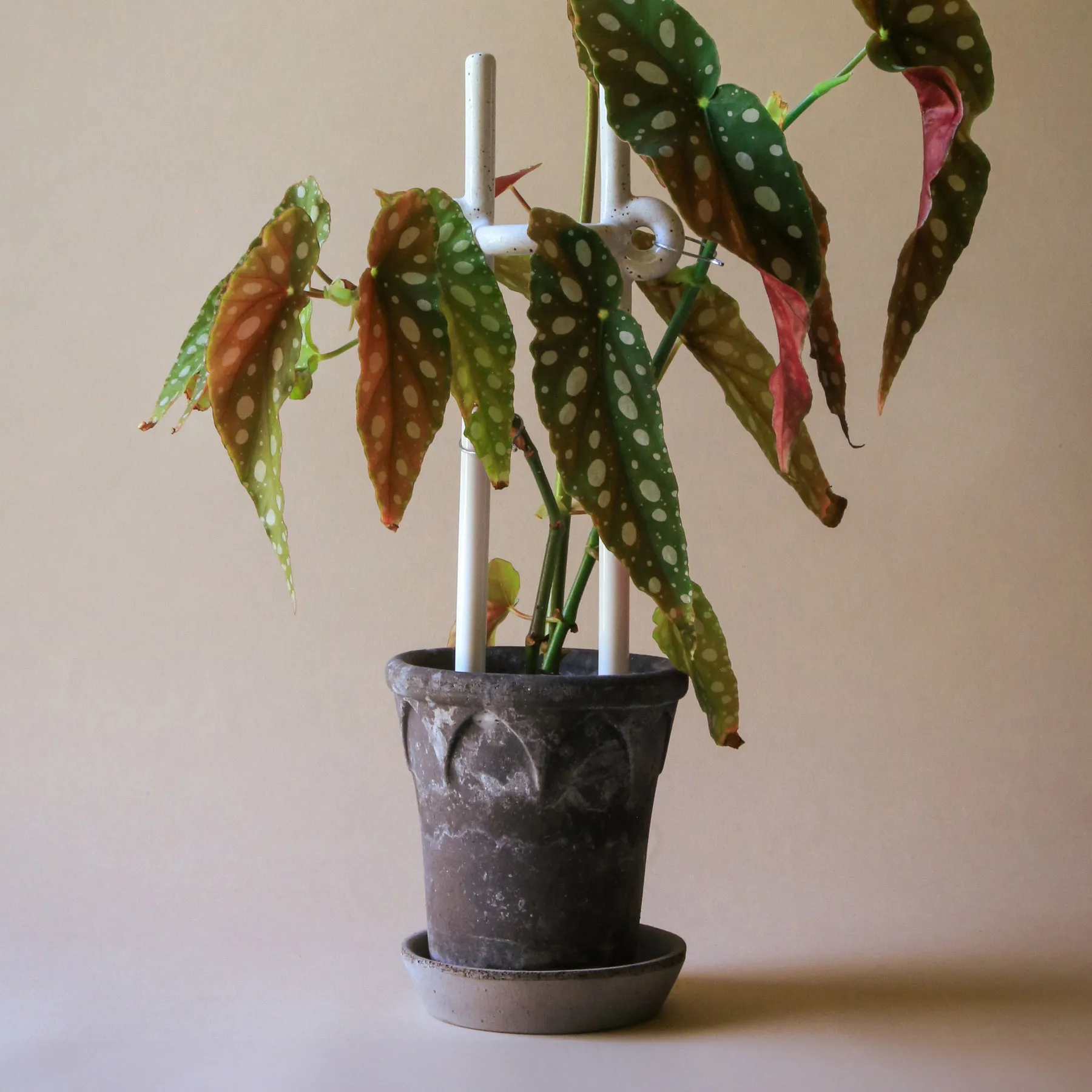 Folk Hinto suporte para plantas, Branco seixo Bergs Potter