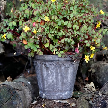 Københavner pote de flores 21 cm - Cinza - Bergs Potter