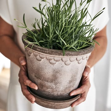 Københavner pote de flores 21 cm - Cinza - Bergs Potter