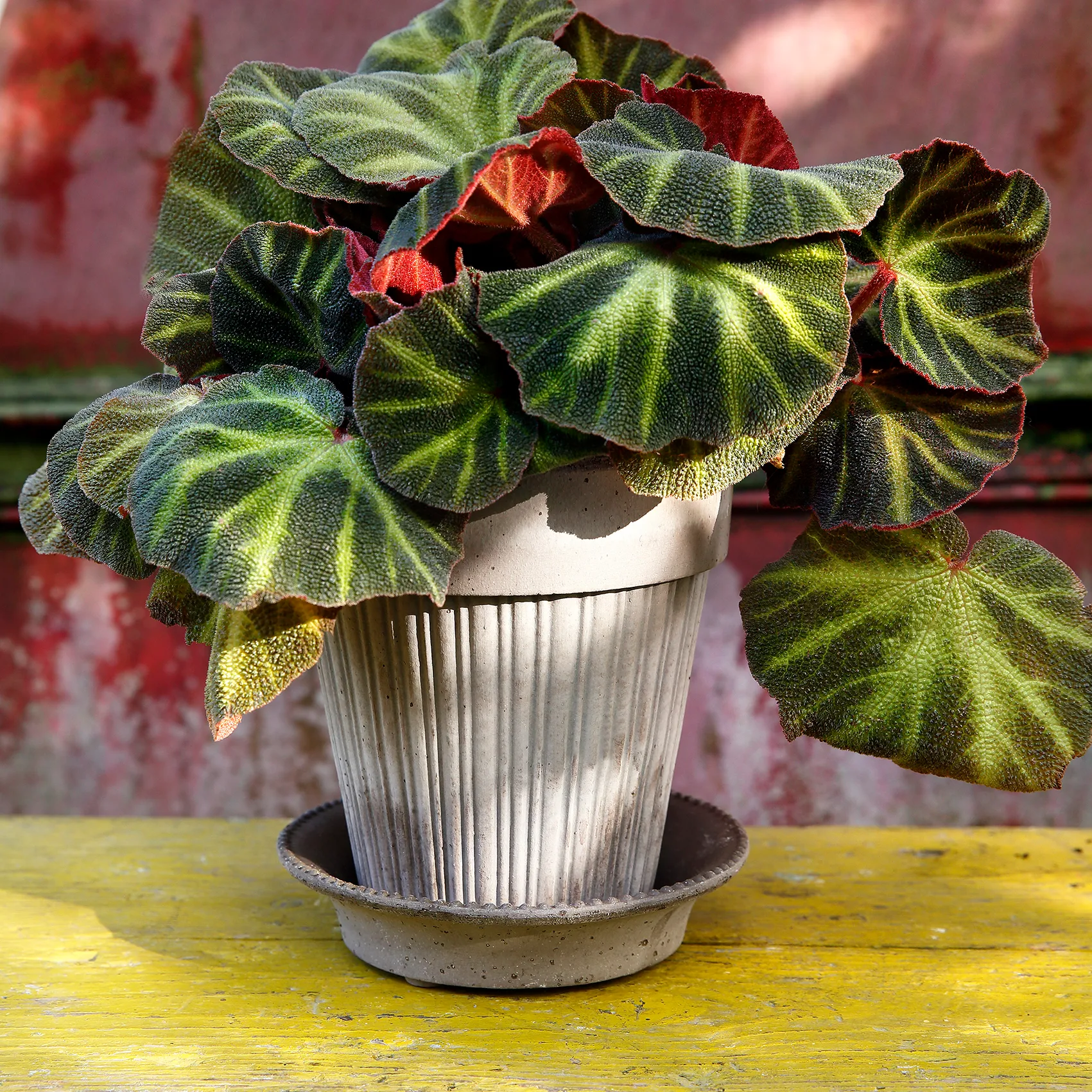 Simona pote de flores Ø18 cm, cinza Bergs Potter