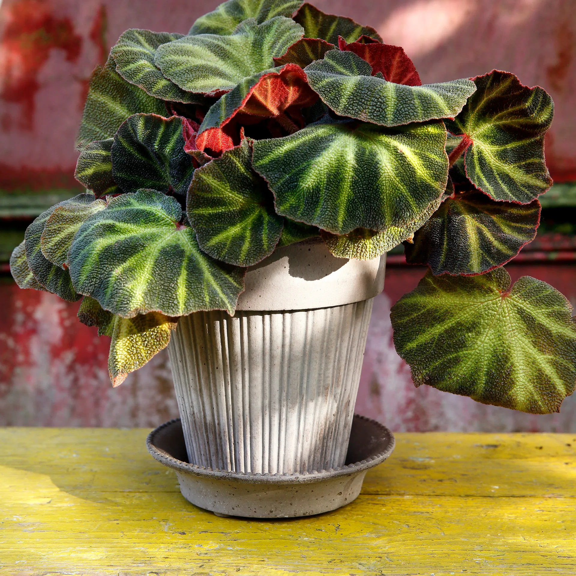 Simona vaso de flores 16 cm, Cinza Bergs Potter