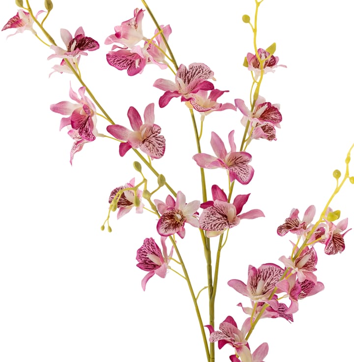 Stem orquídea de cera, Pink Bloomingville