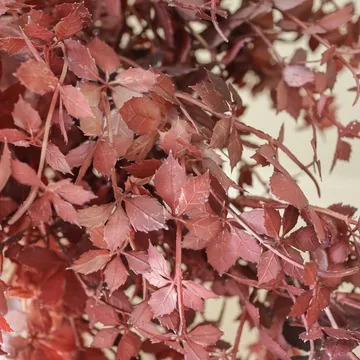 Burgundy Maple Branch ramo artificial - 107 cm, 4 unid. - Botané