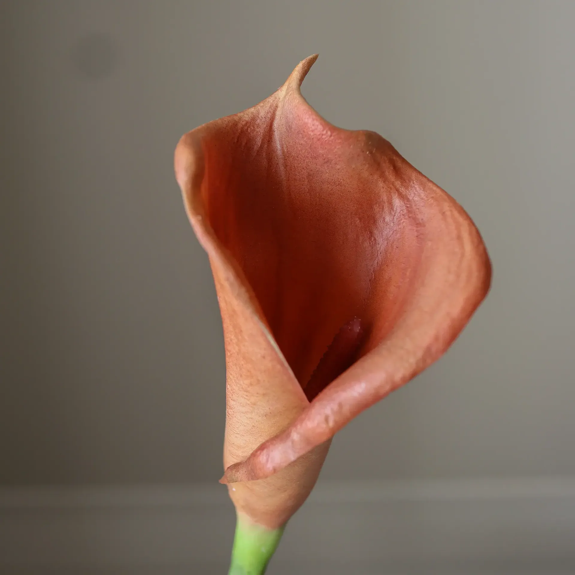 ramo de lírios-do-cala artificiais, Castanho, 62 cm, 8 un. Botané