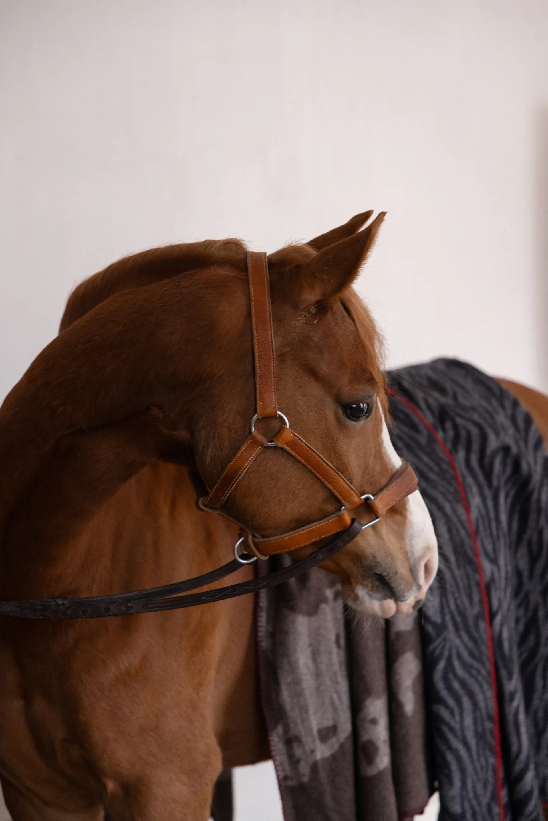 Anima manta 130x200 cm, Vaca Byon