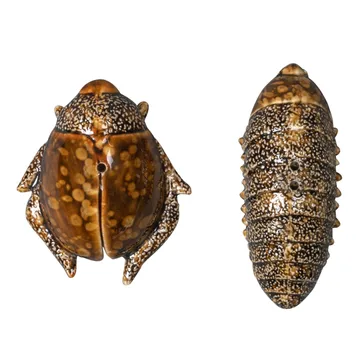 Saleiro & pimenteiro Beetles - brown - Byon