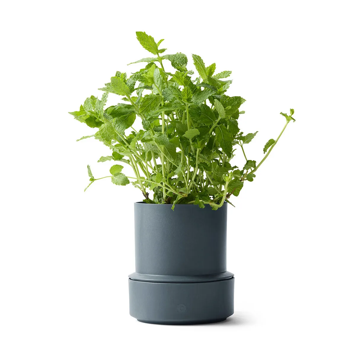 Billund vaso de ervas com autoirrigação, Mirtilo Crushgrind
