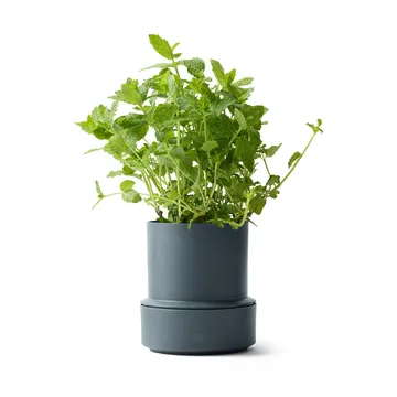 Billund vaso de ervas com autoirrigação - Mirtilo - Crushgrind