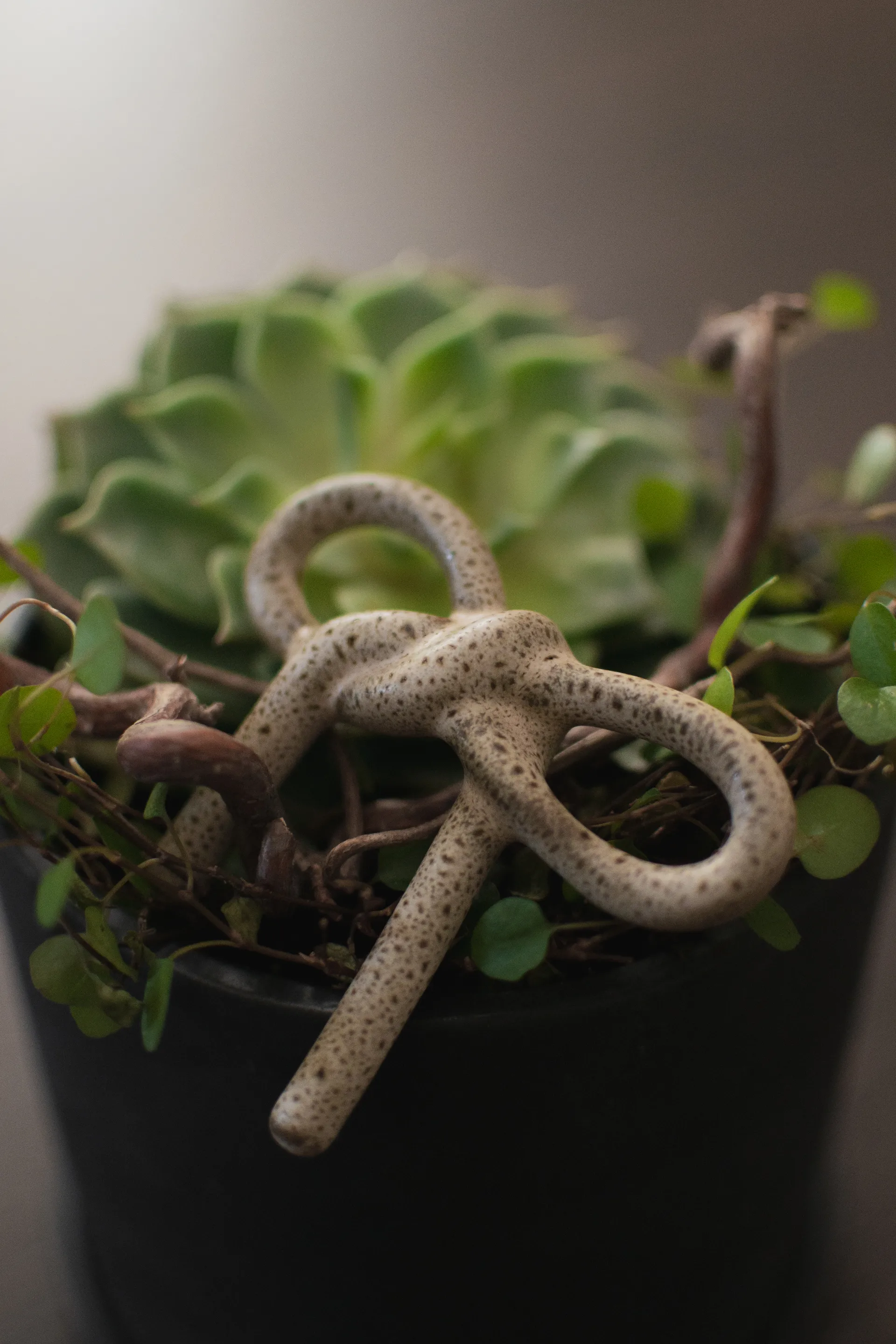 Bow decoração floral , Beige DBKD