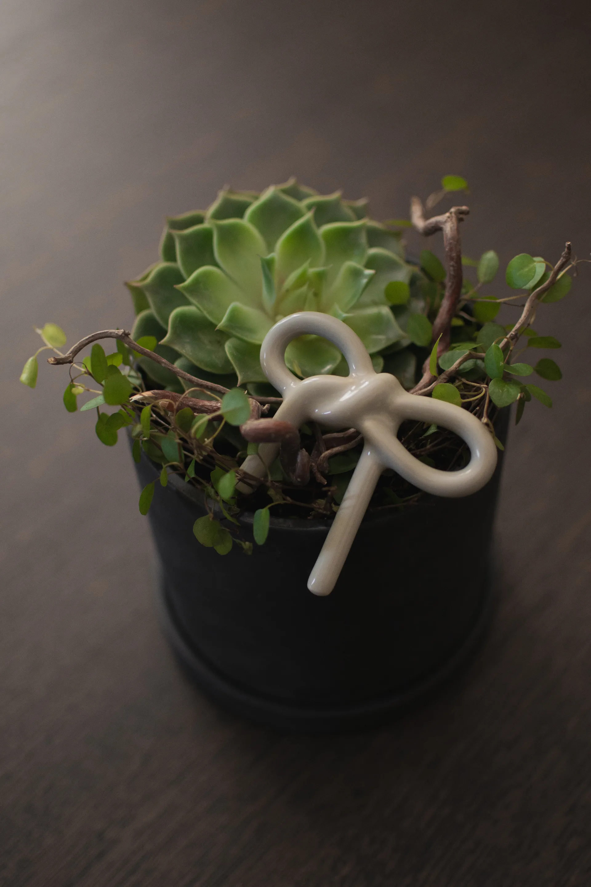 Bow decoração floral , Shiny mole DBKD