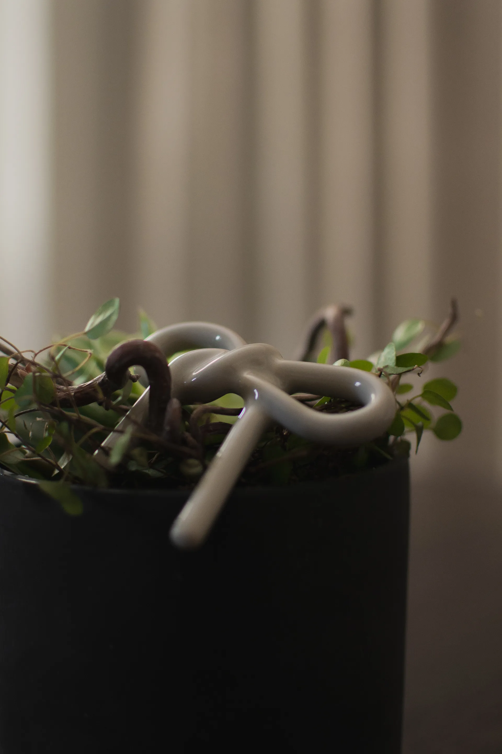 Bow decoração floral , Shiny mole DBKD