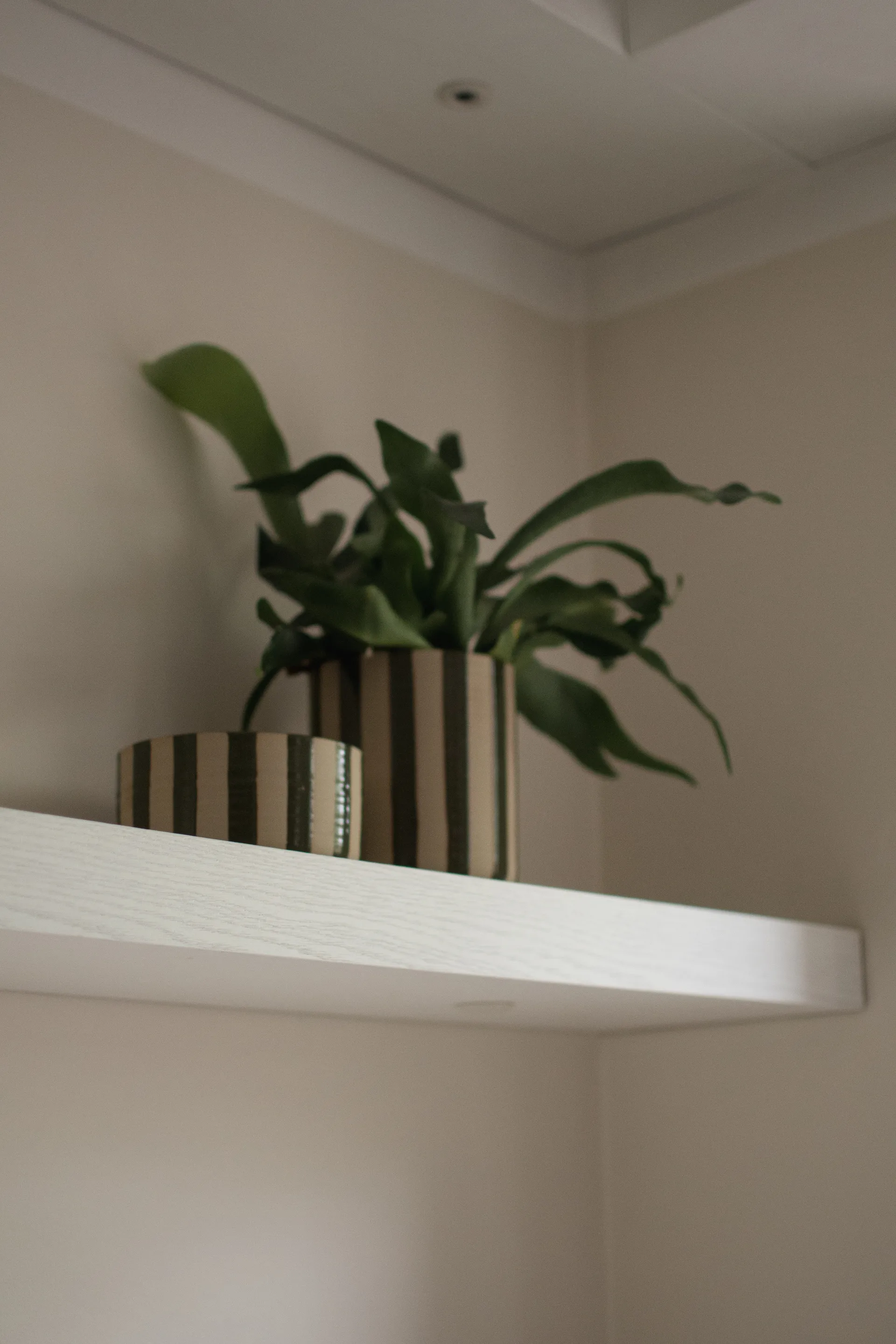 Line taça decorativa Ø16 cm, Verde riscado DBKD