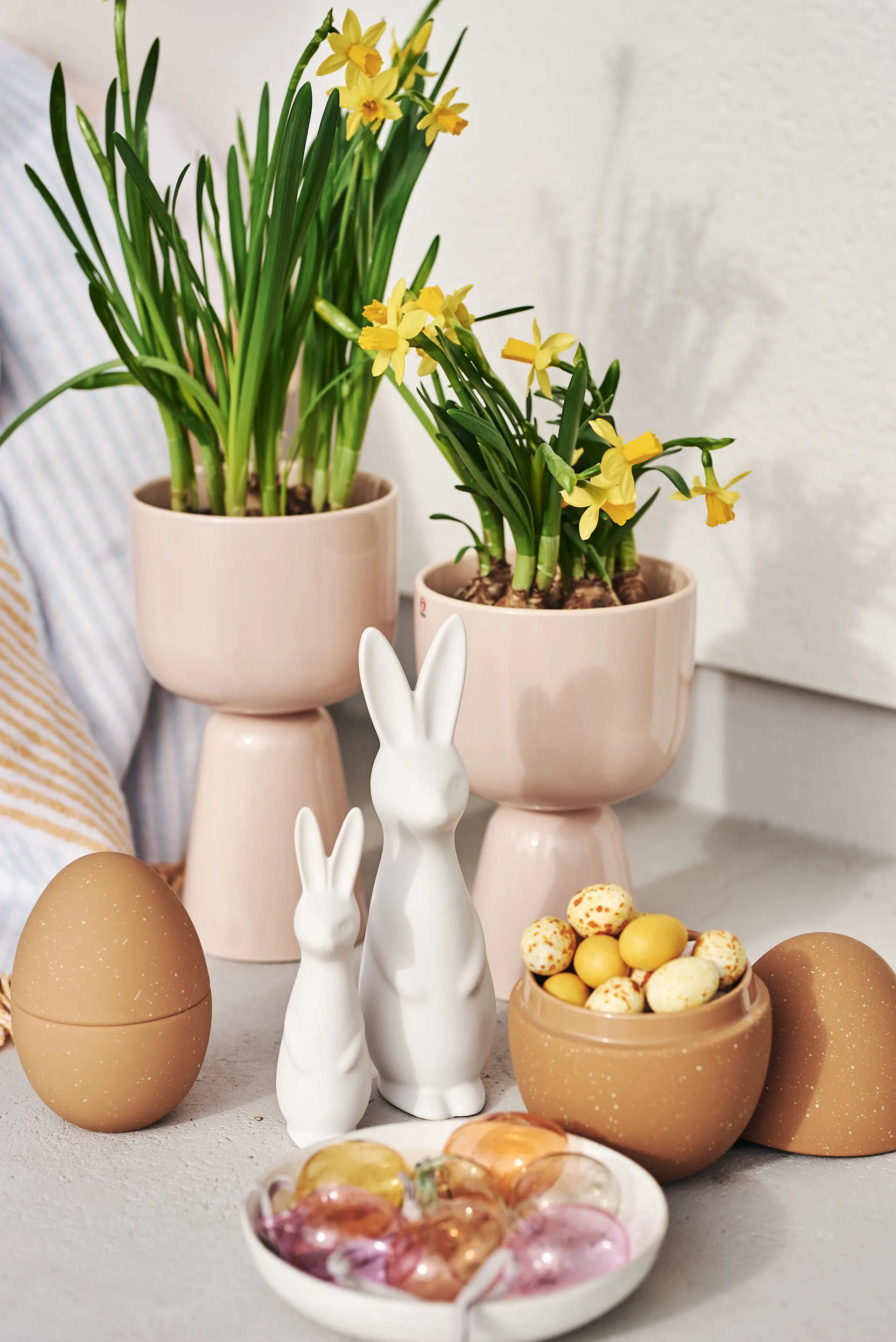 Swedish rabbit grande, Branco DBKD