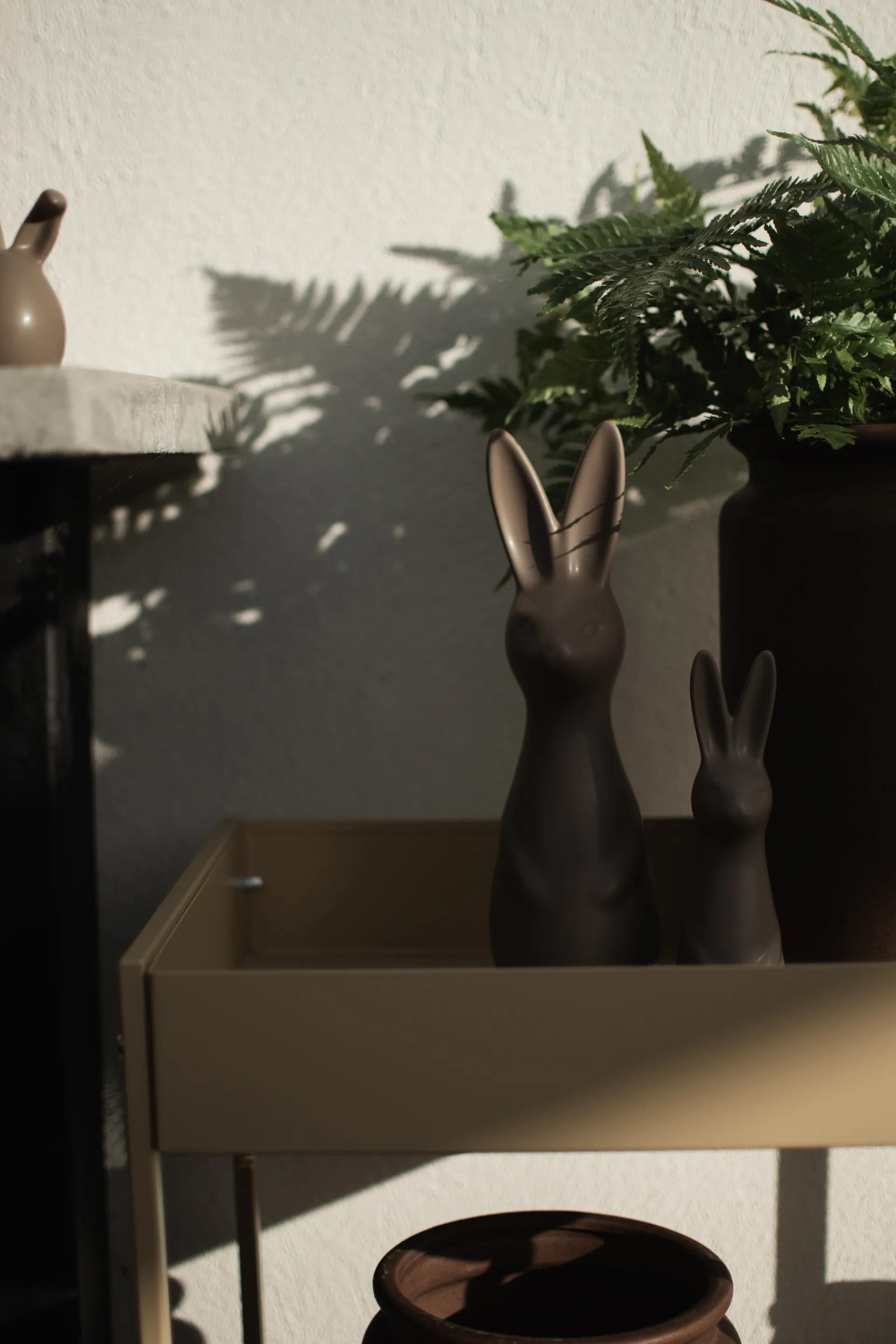 Swedish rabbit grande, Pó DBKD
