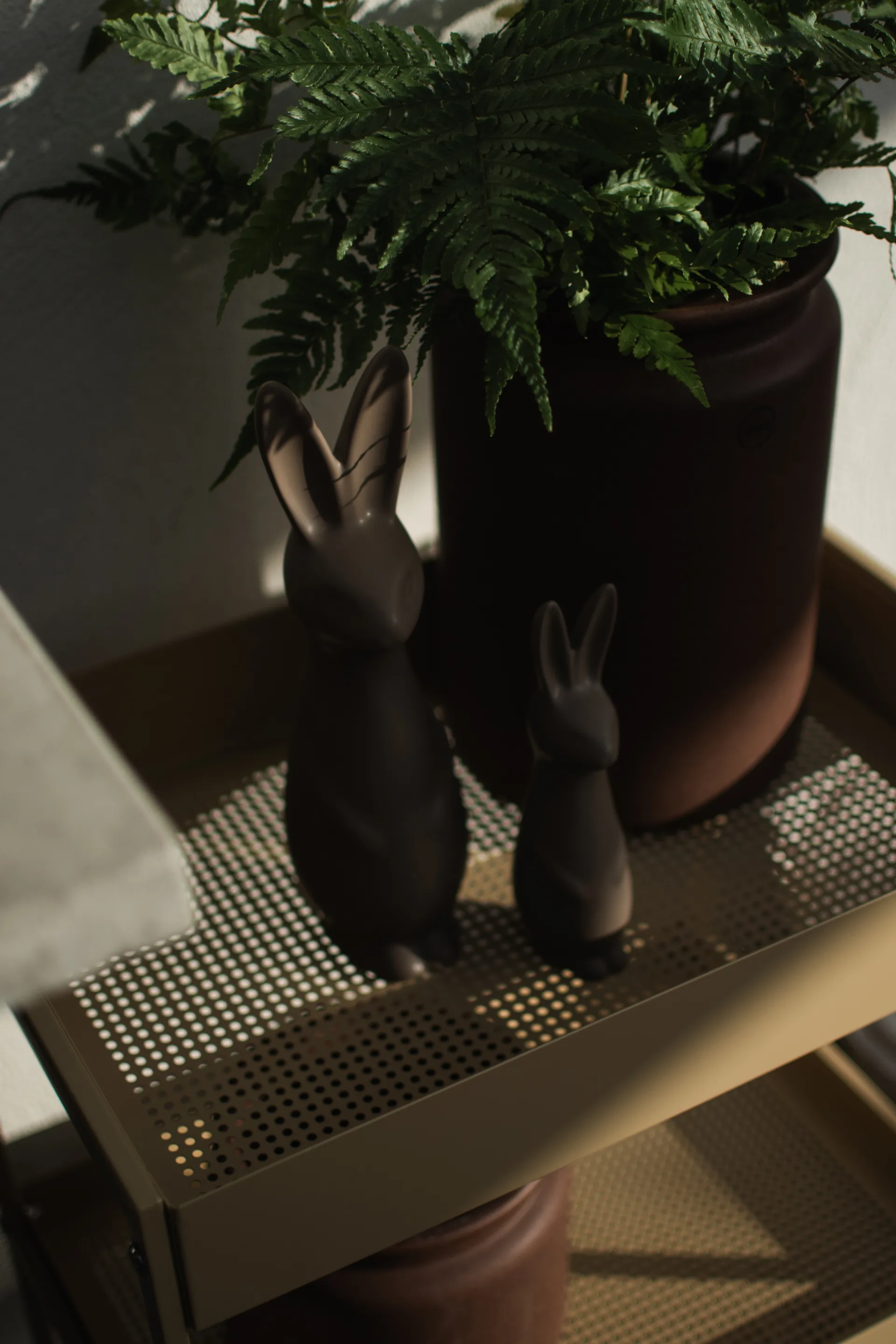 Swedish rabbit grande, Pó DBKD