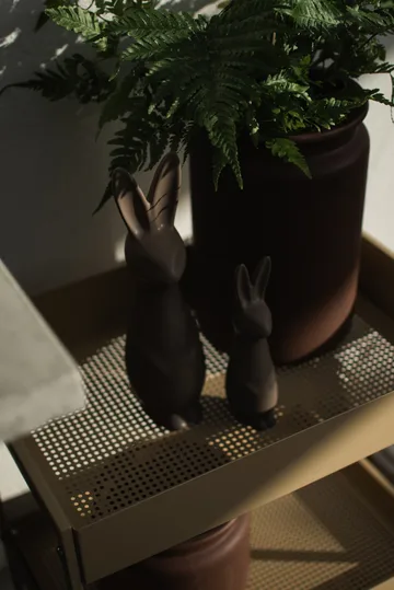 Swedish rabbit grande - Pó - DBKD