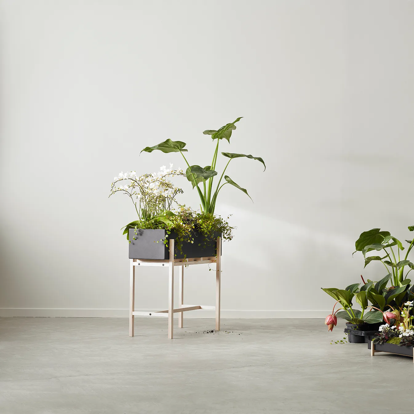 Suporte de flores Botanic, Freixo-preto Design House Stockholm
