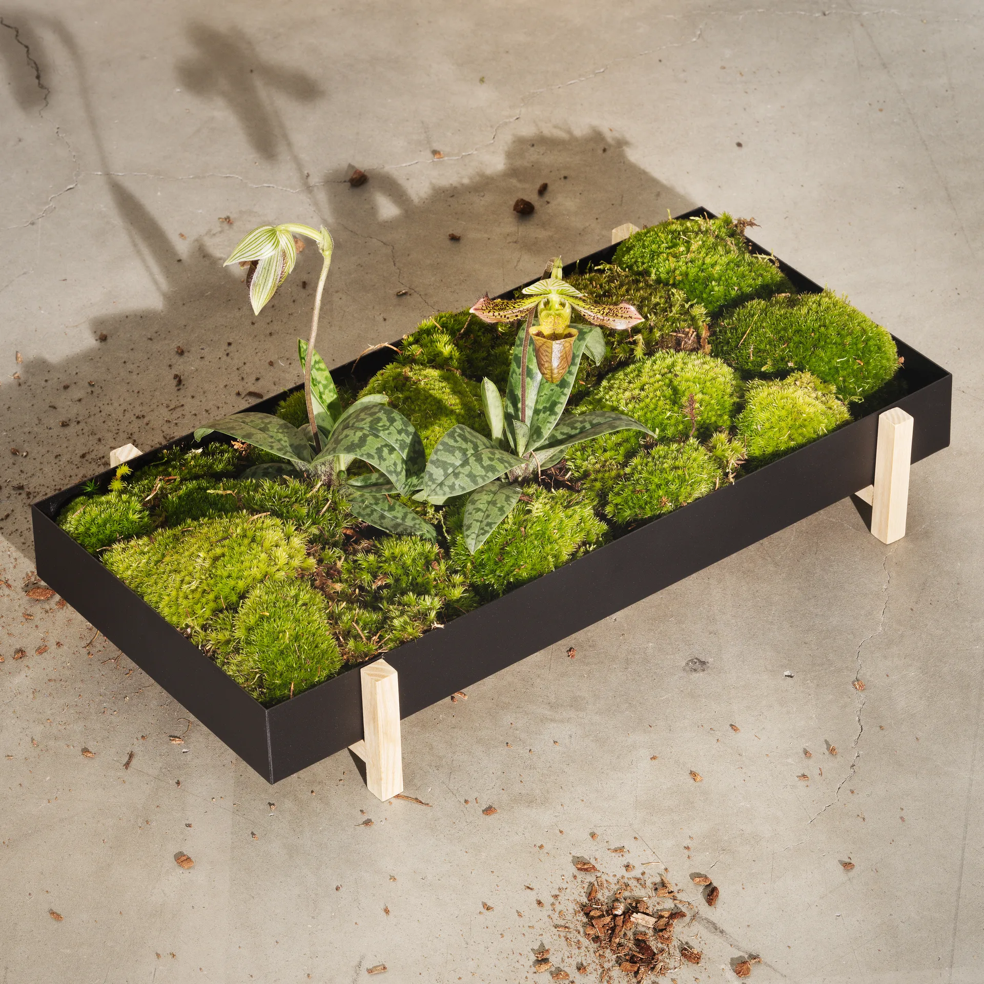 Vaso de flores Botanic Flower Tray, preto Design House Stockholm