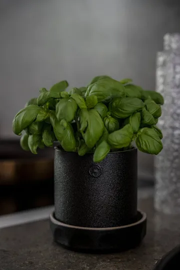 Ernst vaso com prato - Preto-natural, Ø11x11 cm - ERNST