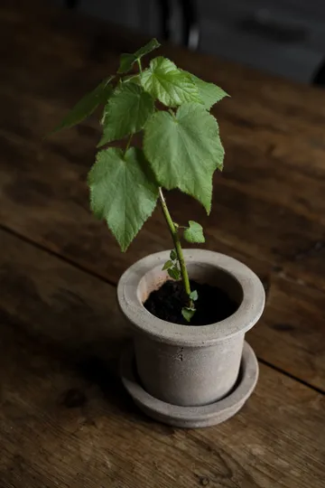 Ernst vaso de terracota com prato - Ø12x10 cm - ERNST