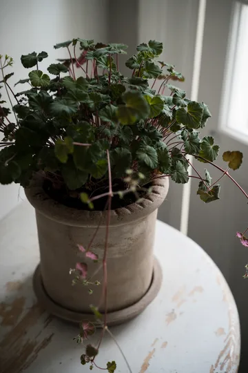 Ernst vaso de terracota com prato - Ø20x20 cm - ERNST