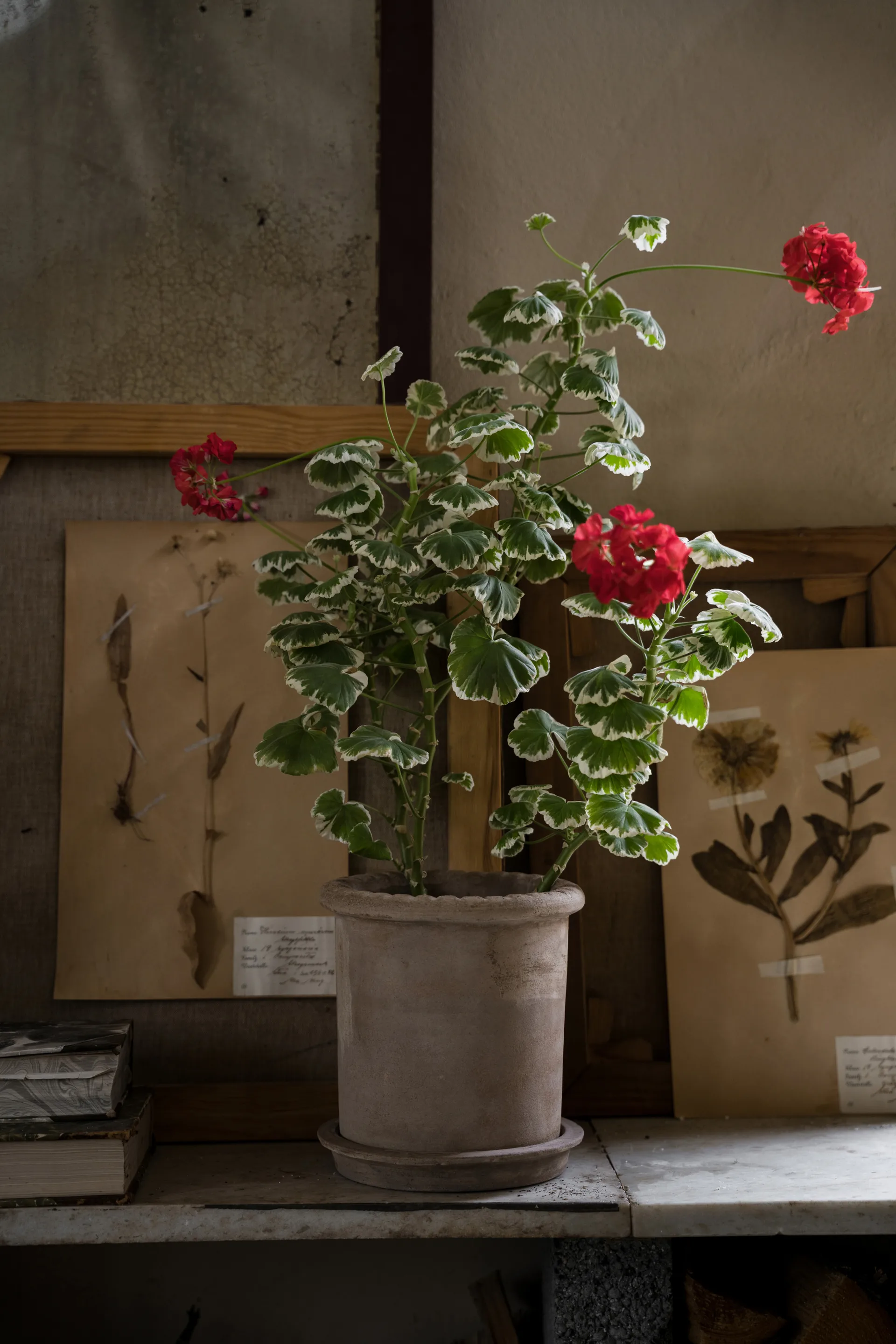 Ernst vaso de terracota com prato, Ø20x20 cm ERNST