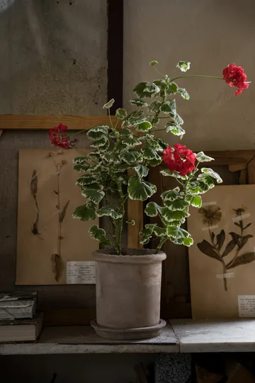 Ernst vaso de terracota com prato - Ø20x20 cm - ERNST