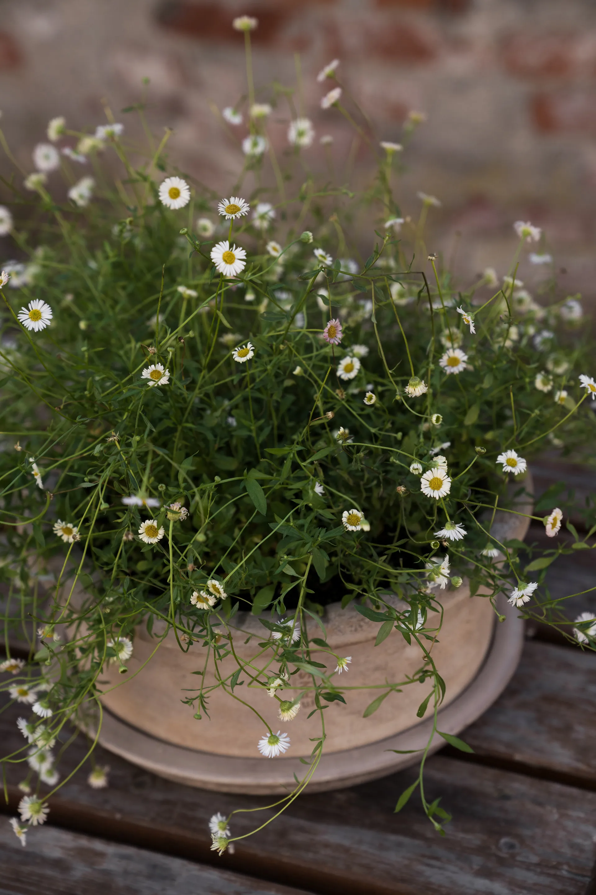 Ernst vaso de terracota com prato, Ø33x12 cm ERNST
