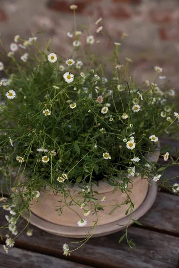 Ernst vaso de terracota com prato - Ø33x12 cm - ERNST