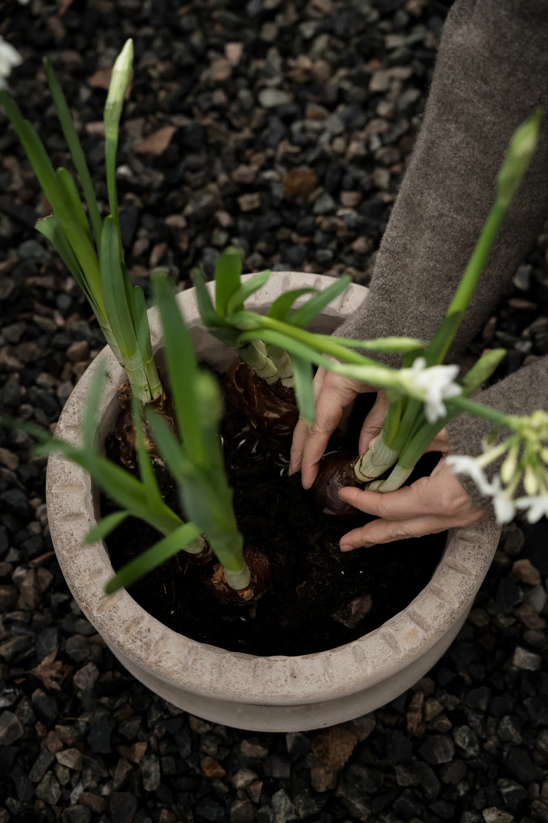 Ernst vaso de terracota com prato, Ø33x12 cm ERNST