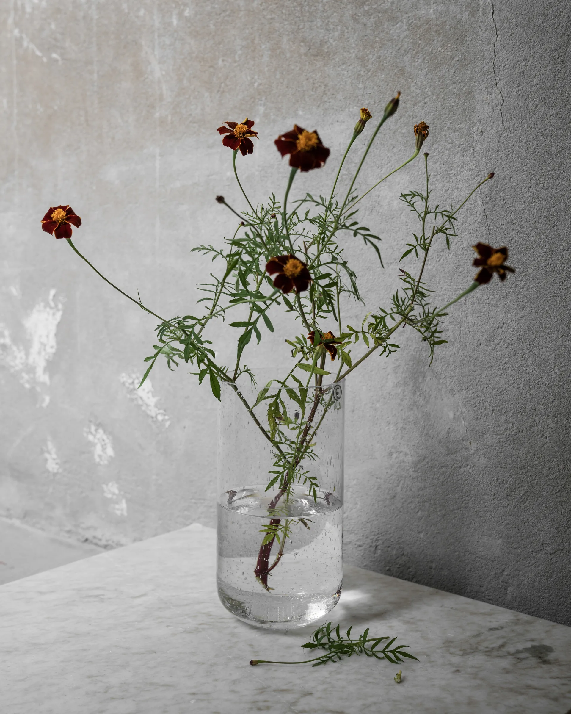 Vaso de vidro Ernst 25 cm, Claro ERNST