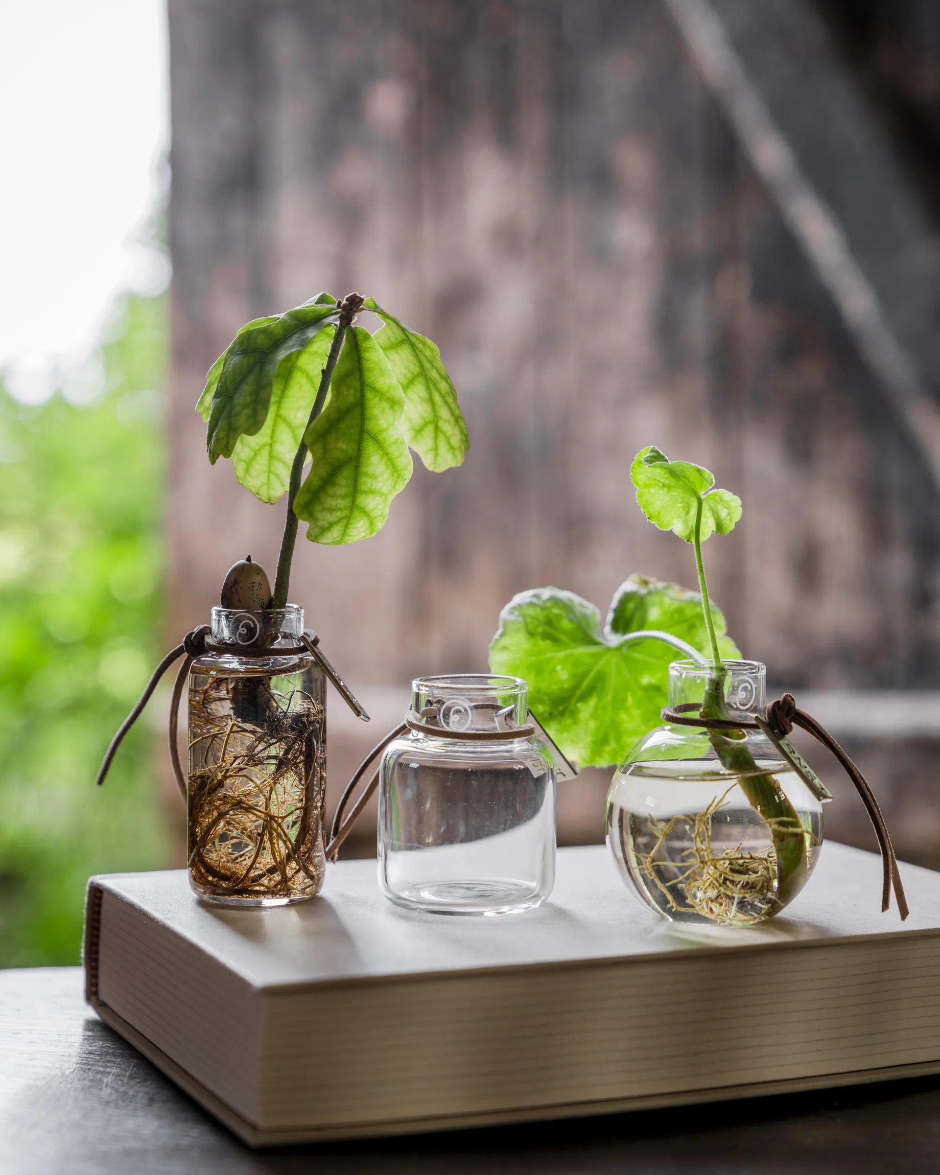 Vaso Ernst conjunto de presente 3 peças, Claro ERNST