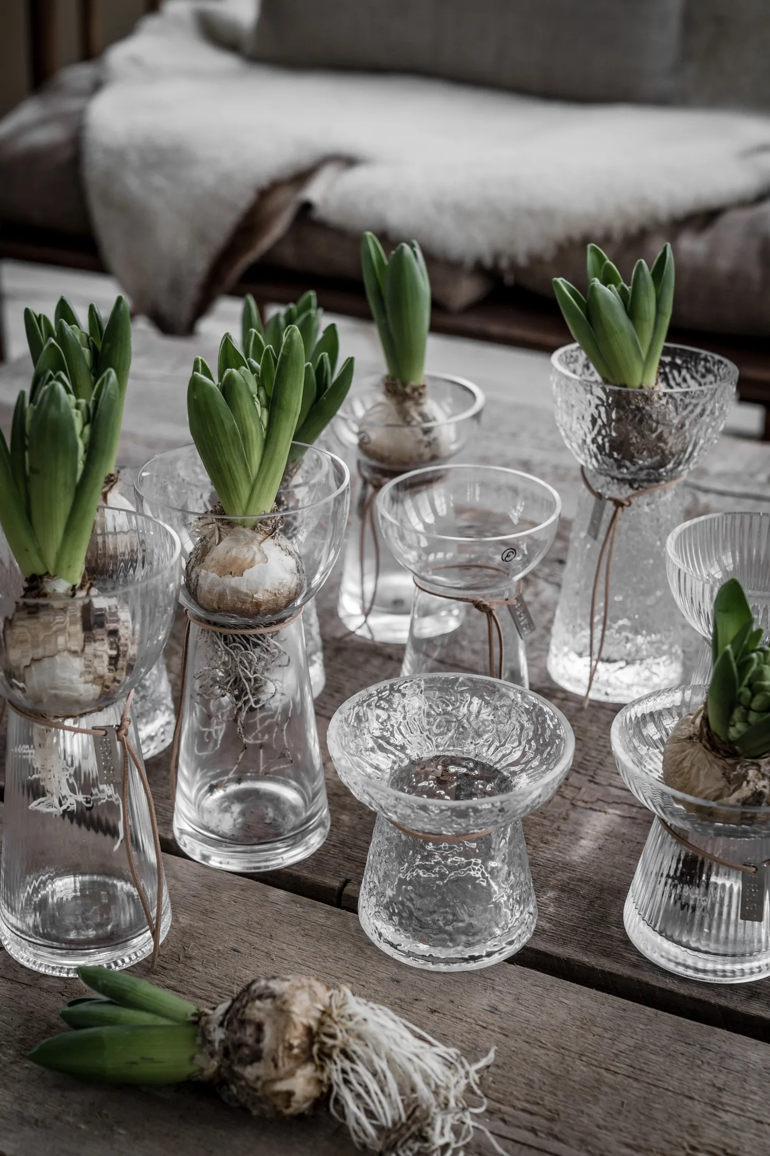 Vaso para bolbos Ernst canelado, 19 cm ERNST