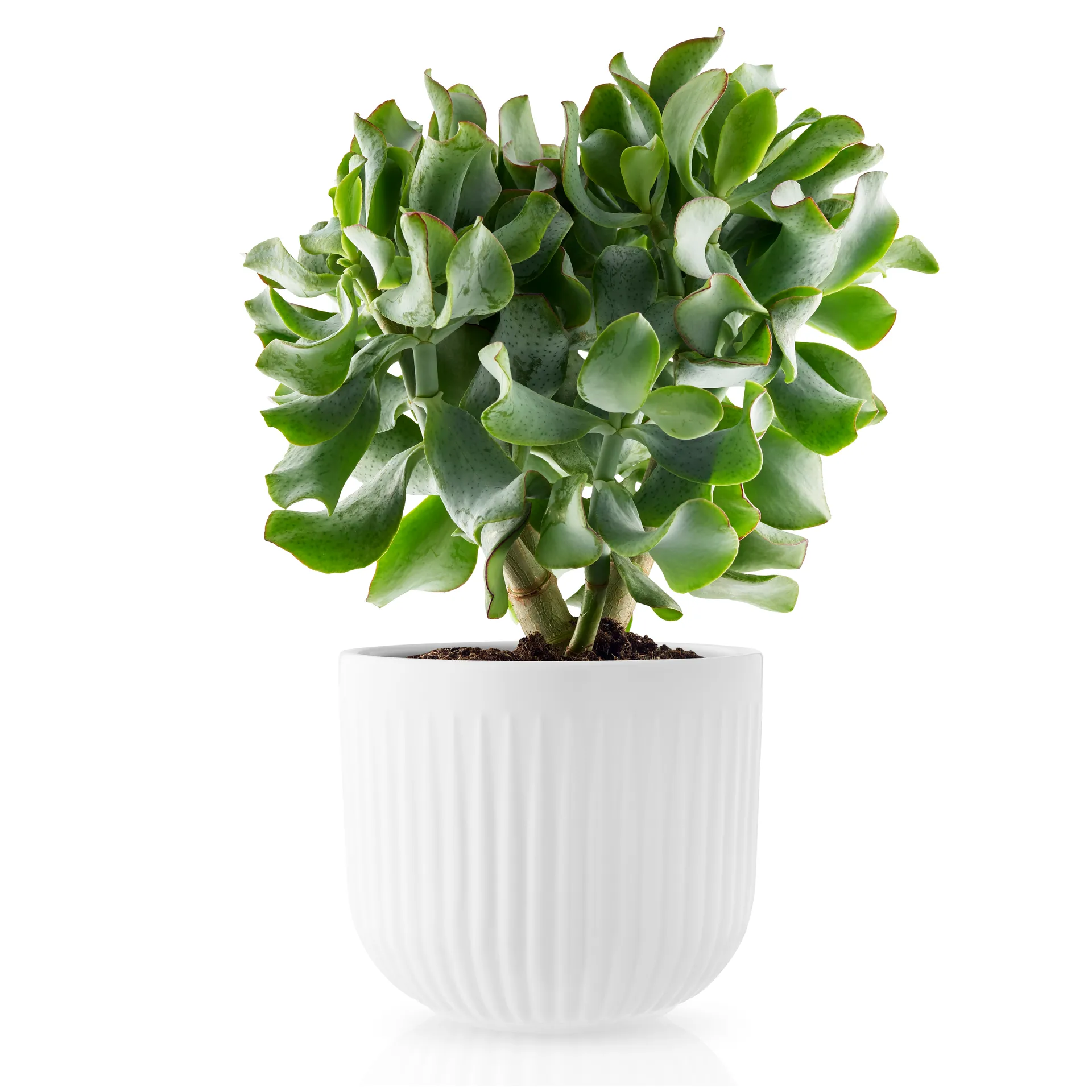 Vaso de flores branco Eva Trio Legio Nova, Grande Eva Solo
