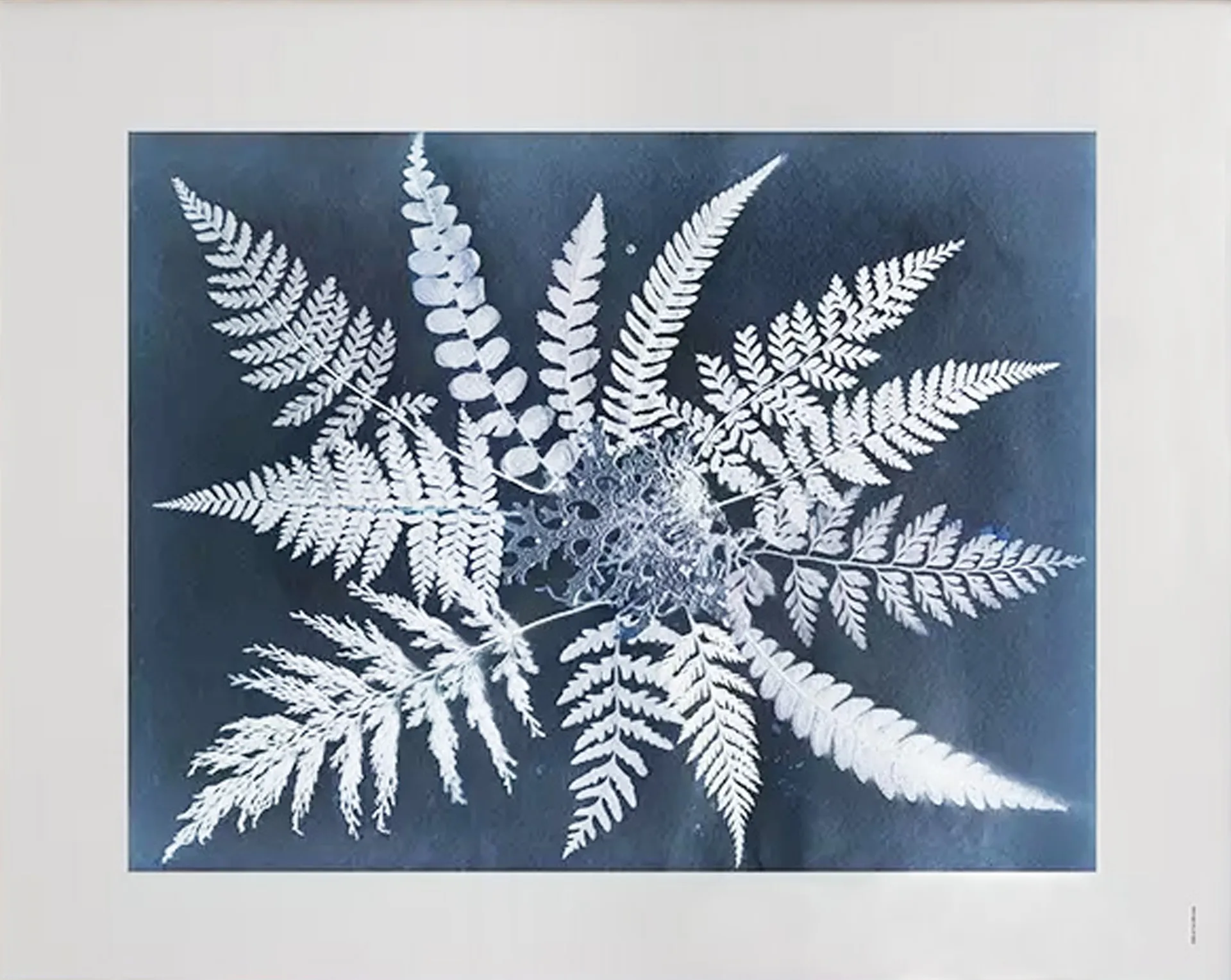 Póster Fern star, 40x50 cm Fine Little Day
