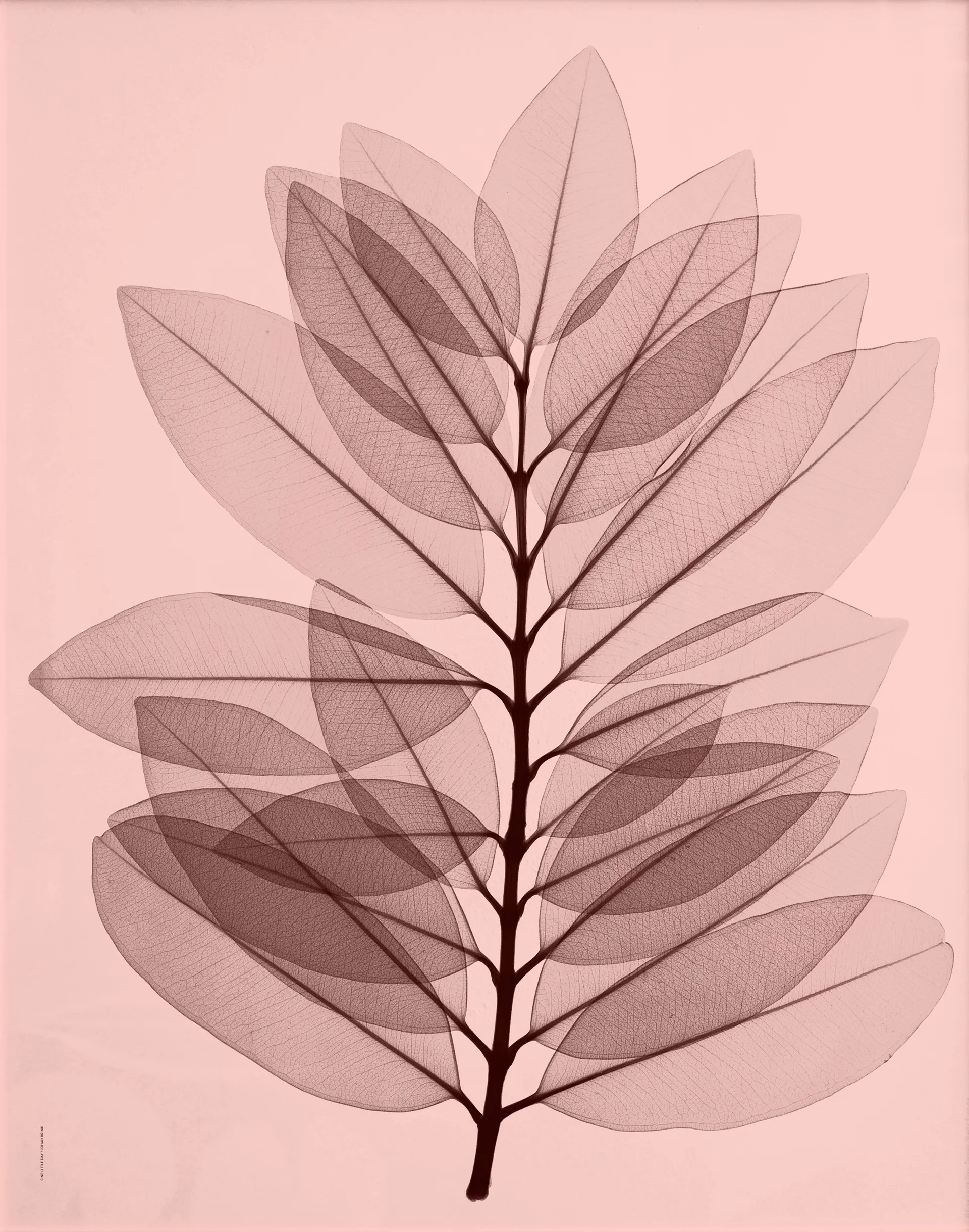 Póster Metrosideros excelsa, 40x50 cm Fine Little Day