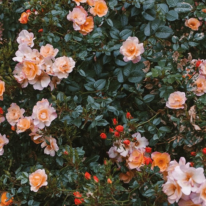 Póster Rose, 70x100 cm Fine Little Day