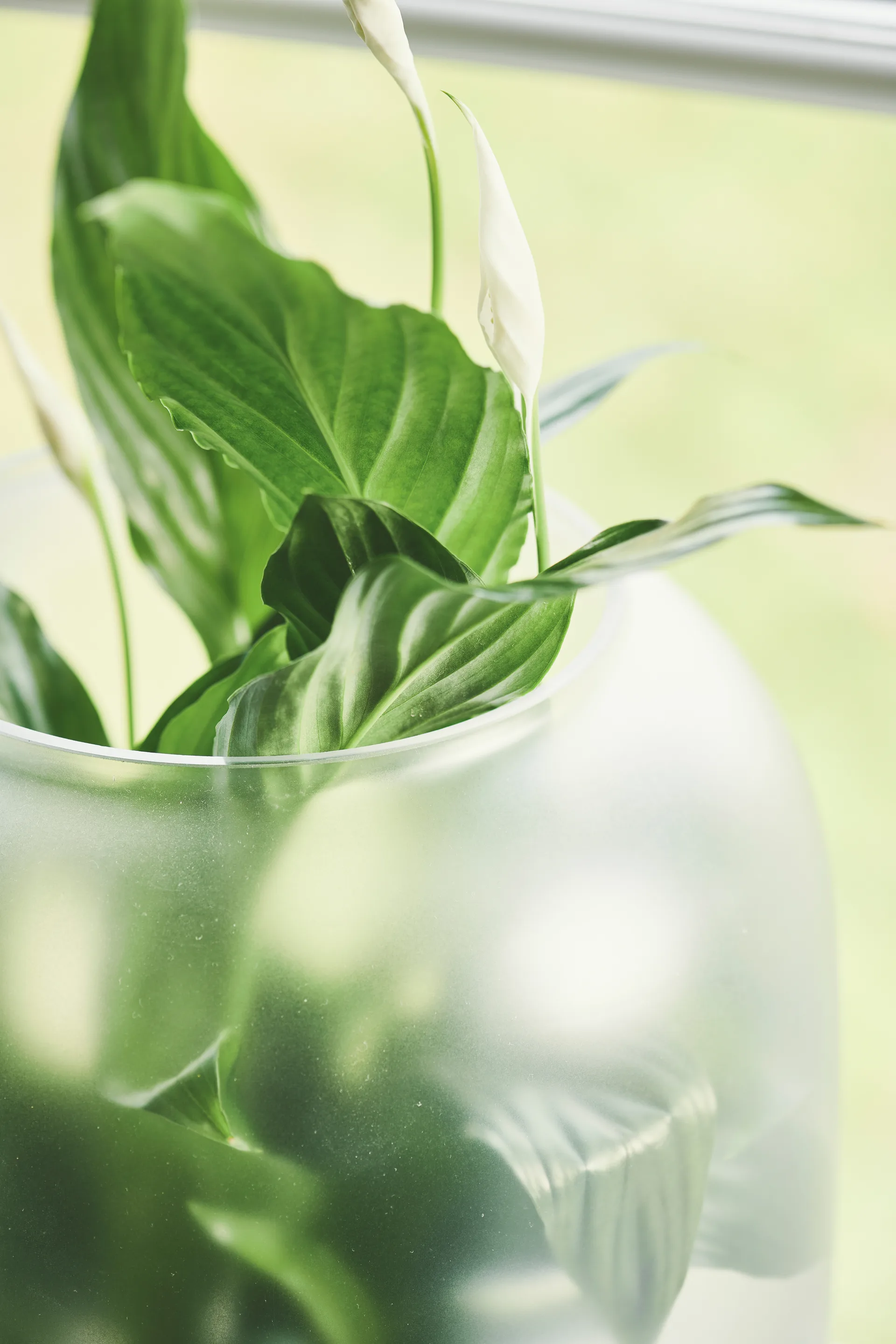 Nebl pote de flores com vidro fosco Ø26 cm, Preto Gejst