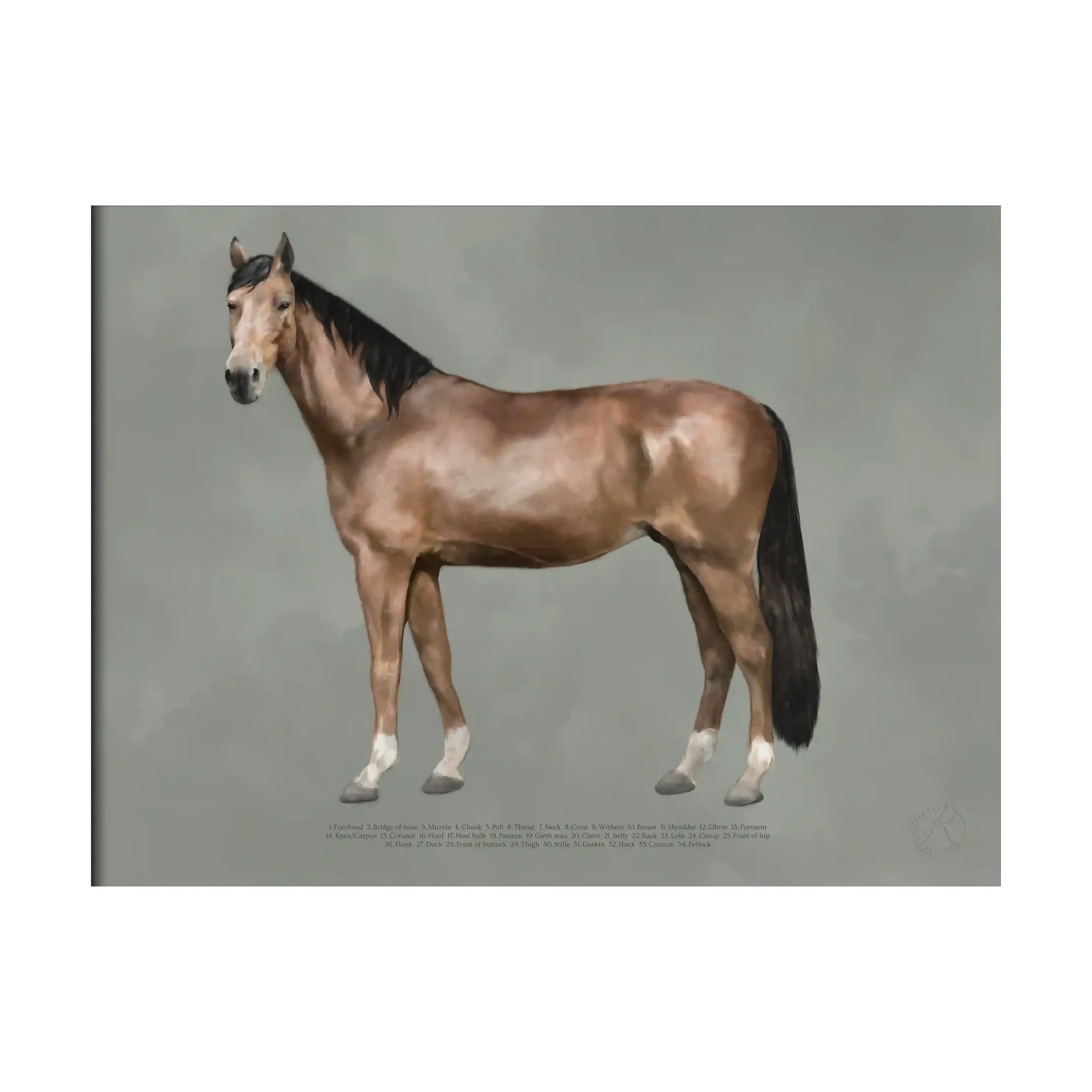 Póster The anatomy of the horse, 50x70 cm Kunskapstavlan®