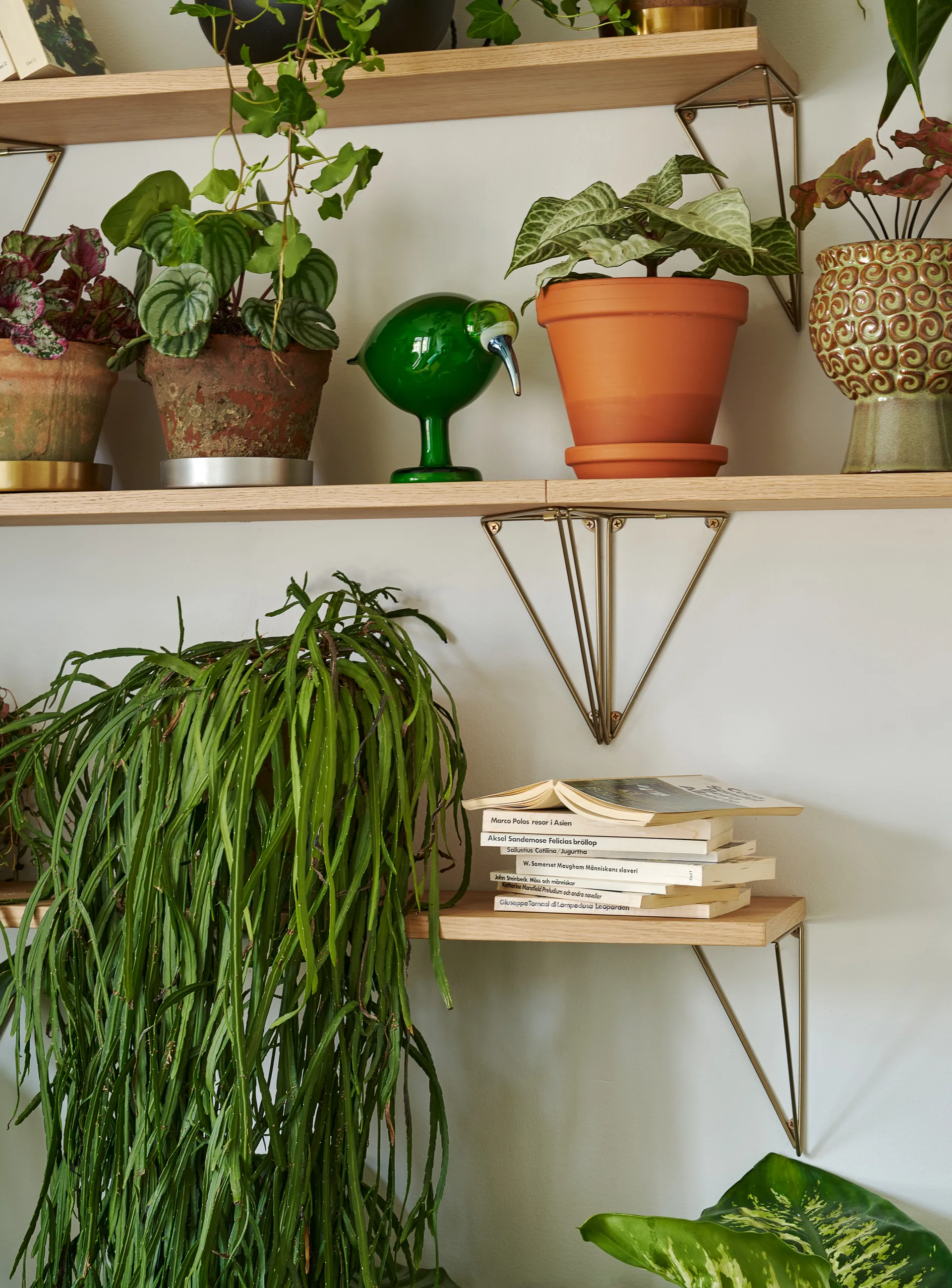 Prateleira Pythagoras, carvalho Maze